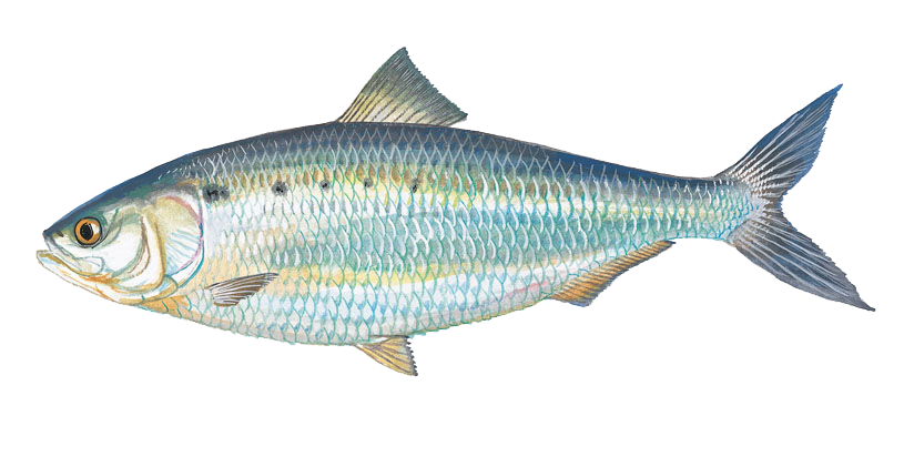 Rand aqua fish