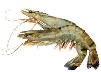 Rand aqua shrimp